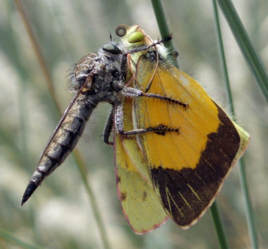Galleria di insetti predatori e loro prede